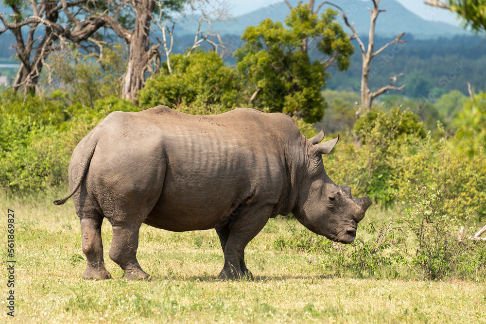 Fototapeta premium Rhinocéros blanc, corne coupée, white rhino, Ceratotherium simum, Parc national Kruger, Afrique du Sud