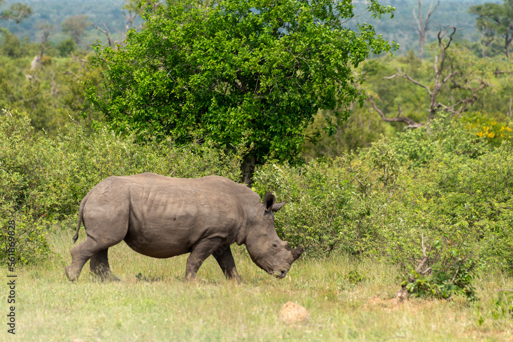 Obraz premium Rhinocéros blanc, corne coupée, white rhino, Ceratotherium simum, Parc national Kruger, Afrique du Sud