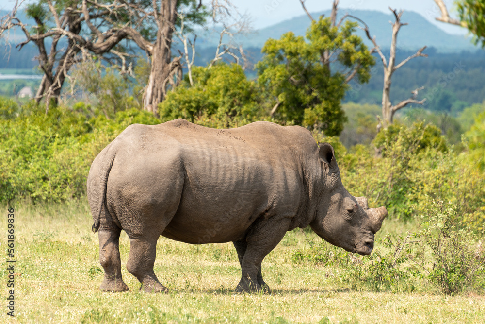 Rhinocéros blanc, corne coupée, white rhino, Ceratotherium simum, Parc national Kruger, Afrique du Sud Rhinocéros blanc, corne coupée, white rhino, Ceratotherium simum, Parc national Kruger, Afrique du Sud