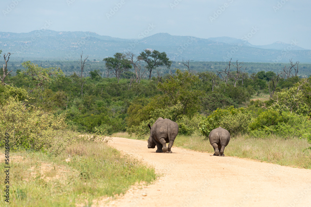 Rhinocéros blanc, corne coupée, white rhino, Ceratotherium simum, Parc national Kruger, Afrique du Sud Rhinocéros blanc, corne coupée, white rhino, Ceratotherium simum, Parc national Kruger, Afrique du Sud