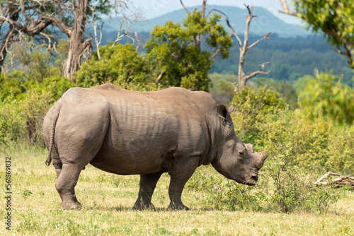 Rhinoc  ros blanc  corne coup  e  white rhino  Ceratotherium simum  Parc national Kruger  Afrique du Sud