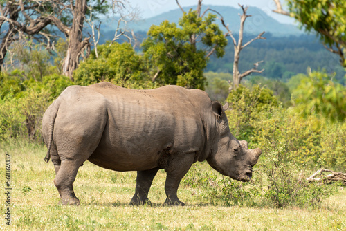 Rhinocéros blanc, corne coupée, white rhino, Ceratotherium simum, Parc national Kruger, Afrique du Sud