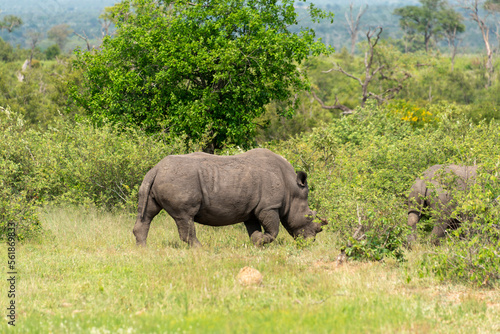 Rhinoc  ros blanc  corne coup  e  white rhino  Ceratotherium simum  Parc national Kruger  Afrique du Sud