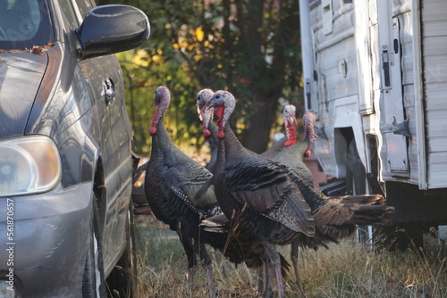 closeup of wild turkeys between a car and a parked caravan in the neighborhood in CA, USA