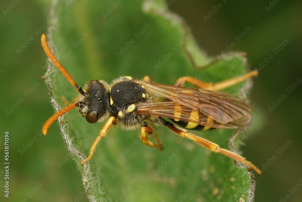 Dorsal closeup on a red-eyed female Gooden's nomad cleptoparasite solitary bee, Nomada goodeniana Dorsal closeup on a red-eyed female Gooden's nomad cleptoparasite solitary bee, Nomada goodeniana