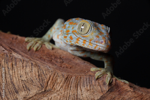 A portrait of a Tokay Gecko on a tree trunk 