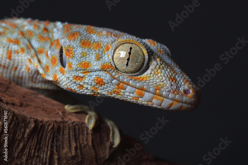 A portrait of a Tokay Gecko on a tree trunk
