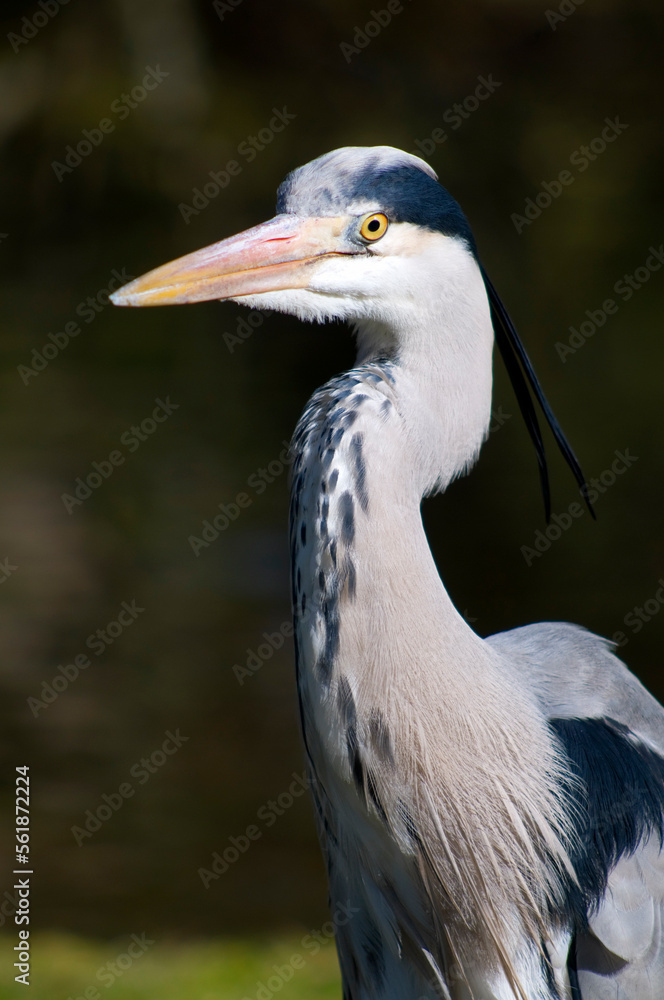 Ardea cinerea, the grey heron, close up of head Ardea cinerea, the grey heron, close up of head