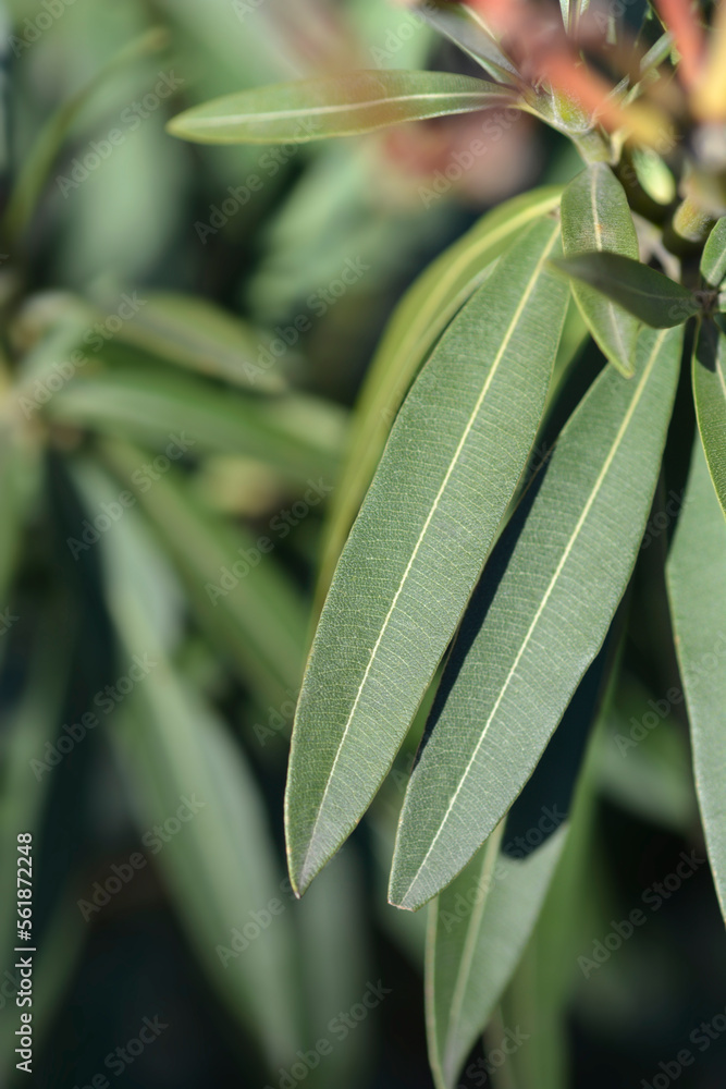 Obraz premium Common oleander leaves