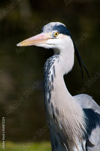 Ardea cinerea, the grey heron, close up of head © Wildwatertv