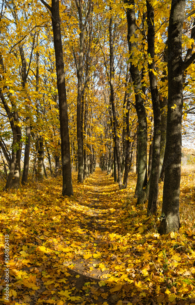 Fototapeta premium autumn landscape of autumn leaves