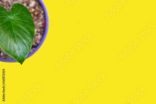 Plano cenital de maceta con Monstera con fondo amarillo y espacio libre