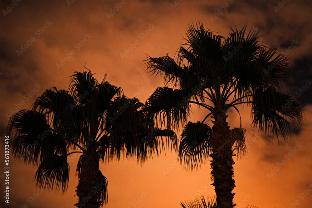 Ciel rouge orange lors d'un incendie alors que le vent souffle sur des palmiers en Californie.