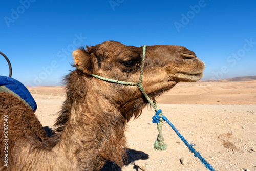 Head of camelsin the desert