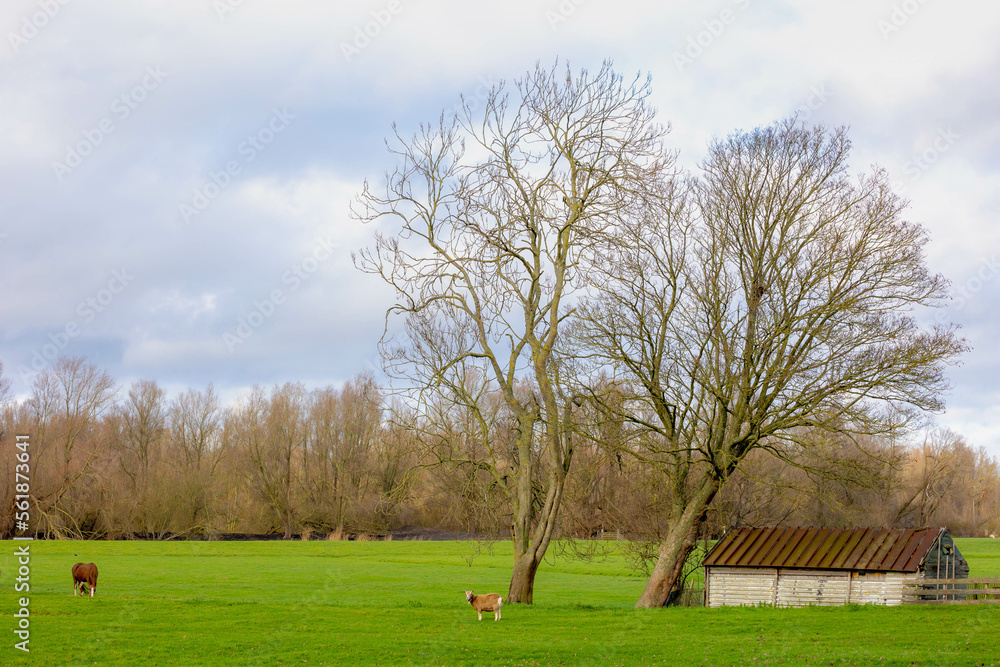 Little wooden barn on green meadow and fence, Typical Dutch polder with grass field and bare tree in winter under cloudy grey sky, Countryside landscape along Gein river, Abcoude, Utrecht Netherlands.