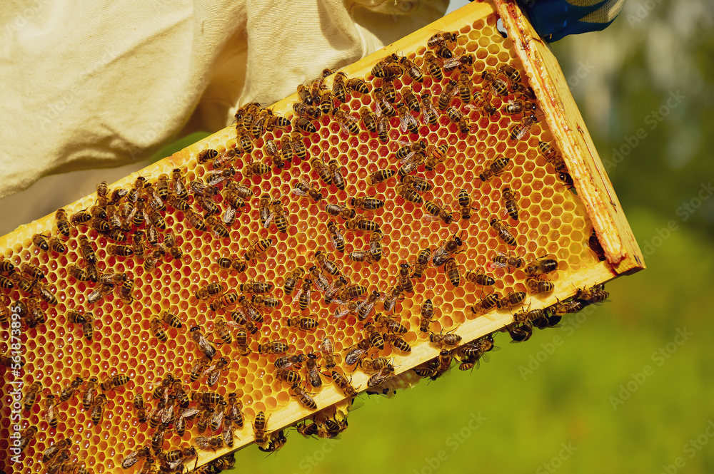 A beekeeper in a protective suit inspects a wooden hive with bees. Beekeeping. Eco apiary in nature. Production of natural honey. A beekeeper in a protective suit inspects a wooden hive with bees. Beekeeping. Eco apiary in nature. Production of natural honey.