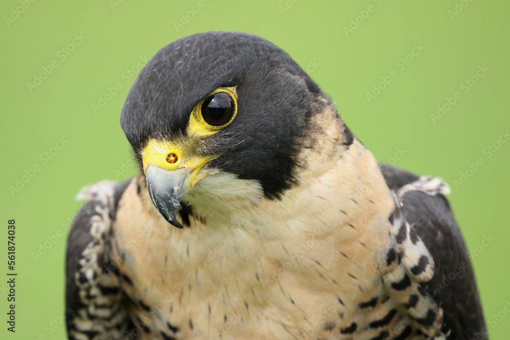 Fototapeta premium A Peregrine Falcon looking down 
