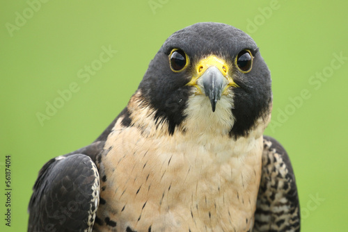 A Peregrine Falcon against a green background
