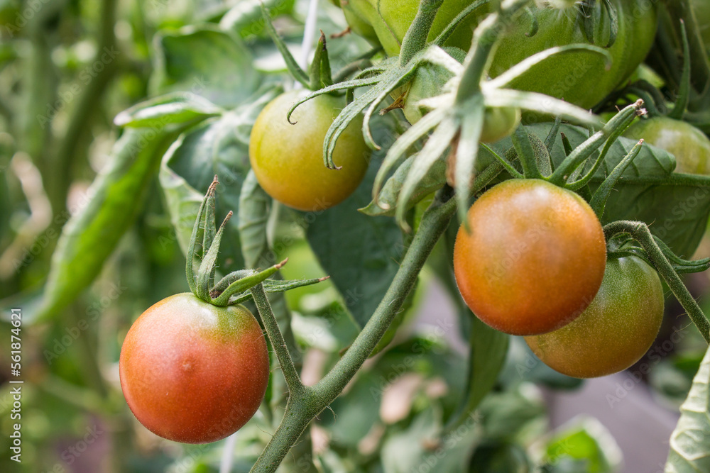 A branch of tomatoes with fruits in close-up among green leaves in a greenhouse