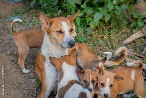 the mother dog feeding its childs or baby dogs with nature view background, selective wallpaper.