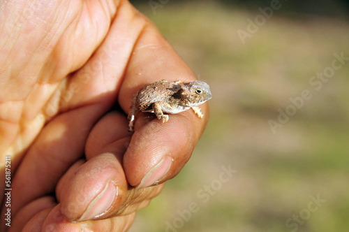 Baby Phrynosoma Horned Lizard