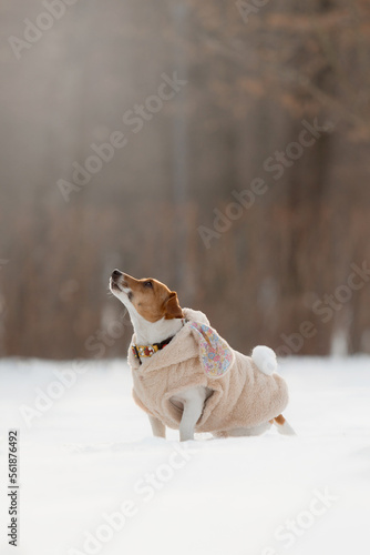 Fototapeta Naklejka Na Ścianę i Meble -  Jack Russell Terrier dog sitting in the snow. Dog on winter walk. Active pet. Dressed dog