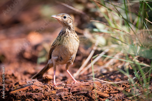 Hellmayr's Pipit (Anthus hellmayri) photo