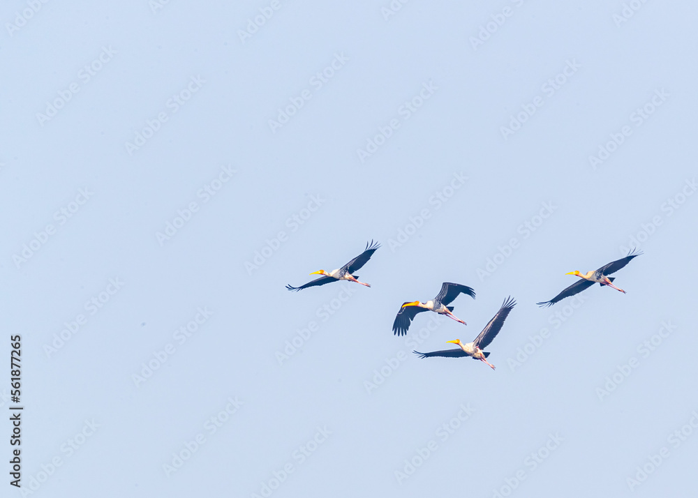 A flock of painted stork in flight