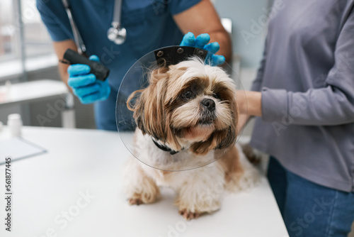 Cute yorkshire terrier with protective collar on neck standing on medical table