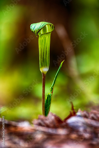 Lone Jack In The Pulpit Flower with a Soothing Background photo