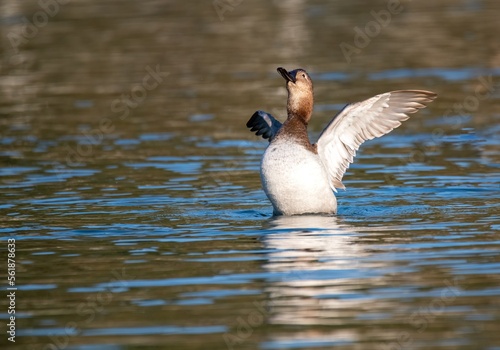 Canvasback duck flapping wings to remove water at Rancho Jurupa, Riverside