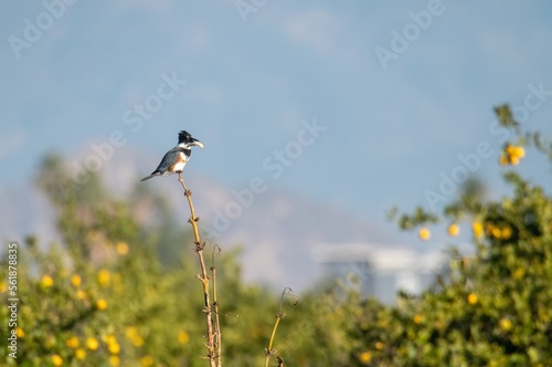 Kingfisher with fish in its beak, and perched acrobatically on a thin branch in an orange grove photo