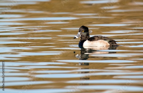 Ring necked duck wading in a blue and gold reflection pond at golden hour © Khaleel