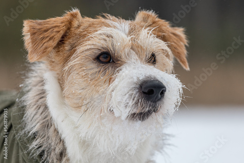 Portrait of the head of a Jack Russell Terrier in a green cap with earflaps. Snowing. Dog in the forest in winter. Background for the inscription