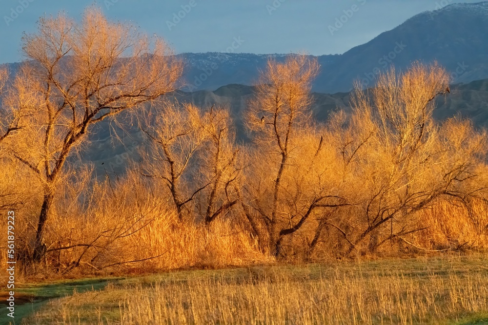 Golden hour stunning glow on bare trees with a distant perched hawk getting ready for the day make for a remarkable Fall landscape Golden hour stunning glow on bare trees with a distant perched hawk getting ready for the day make for a remarkable Fall landscape