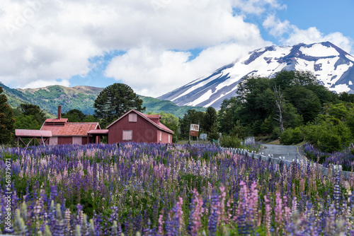 sur de  chile, lomquimay, alta montaña, flor, campa, paisaje, flor, naturaleza, verano, cielo, primavera, montagna, dehesa, morada, lavandula, fábrica, campo, césped, casa, beldad, montagna, azul, nub