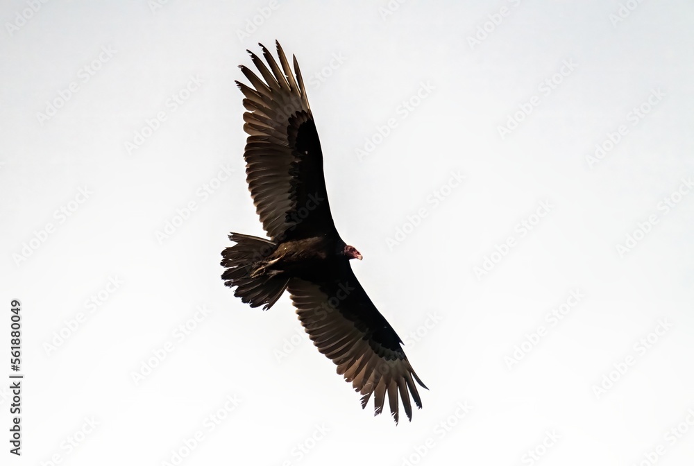 Obraz premium Turkey vulture with huge wings wide open in soaring flight against a clear sky