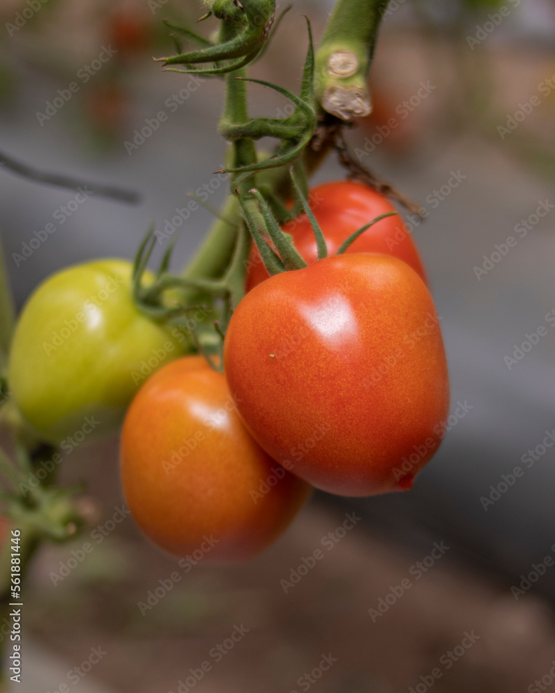 Tomates orgánicos para exportacion