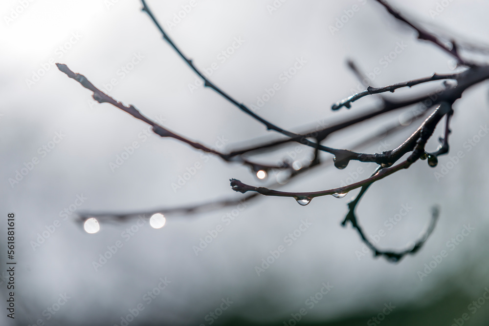 gotas de agua, rama de arbol, invierno, árbol, sucursal, naturaleza, de invierno, nieve, cielo, primavera, blanco, catarro, sucursal, ciclos, fábrica, hielo, bosque, ave, flor, escarcha, azul, ramita gotas de agua, rama de arbol, invierno, árbol, sucursal, naturaleza, de invierno, nieve, cielo, primavera, blanco, catarro, sucursal, ciclos, fábrica, hielo, bosque, ave, flor, escarcha, azul, ramita