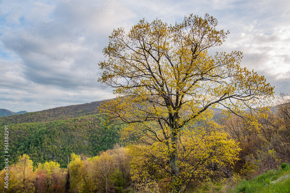 Trees Showing Their Spring Colors in Shenandoah National Park Virginia USA, Virginia Trees Showing Their Spring Colors in Shenandoah National Park Virginia USA, Virginia