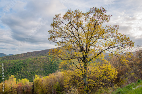 Trees Showing Their Spring Colors in Shenandoah National Park Virginia USA, Virginia