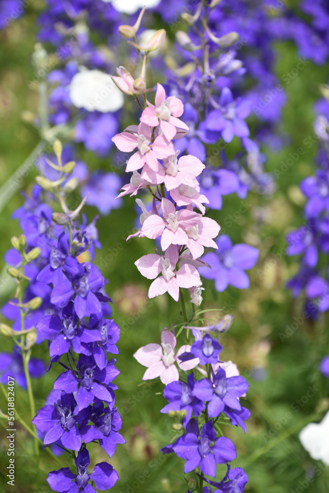 Striking Delphinium with Pink and Purple Flowers Blooming