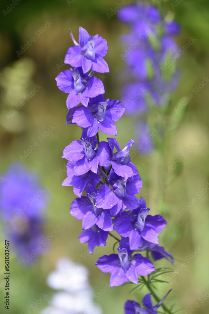 Gorgeous Flowering Purple Delphinium Flowers in a Garden