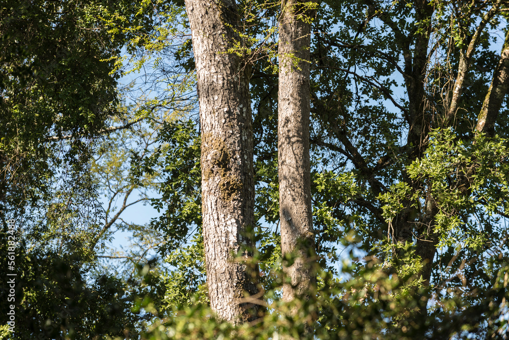 Fototapeta premium árbol, naturaleza, hojas, hojas, primavera, sucursal, bosque, cielo, fábrica, flor, verano, sol, follaje, huerta, sucursal, alumbrado, azul, florecer, aumento, blanco, luz solar, árbol, color, verde, 