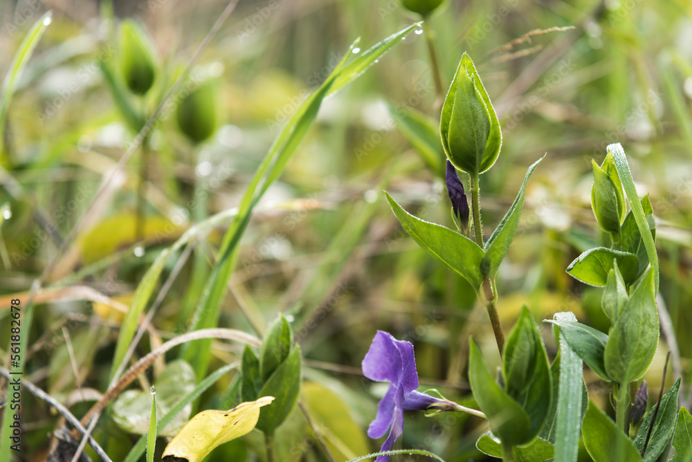 flor  azul, flor silvestre, azul, naturaleza, fábrica, hojas, árbol, hojas, primavera, huerta, verano, bosque, flor, acuático, sucursal, follaje, color, arbusto, agricultura, aumento, llover, fresco, 