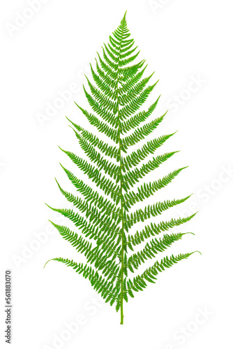 Perfect green fern leaf isolated on a transparent background in close-up