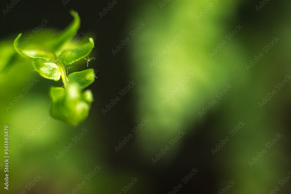 hojas verdes. helecho, hojas, otoñal, hojas, naturaleza, árbol, fábrica, caer, follaje, amarilla, sucursal, bosque, rojo, ciclos, flora, color, arce, anaranjada, primavera, verano, close-up, brillant hojas verdes. helecho, hojas, otoñal, hojas, naturaleza, árbol, fábrica, caer, follaje, amarilla, sucursal, bosque, rojo, ciclos, flora, color, arce, anaranjada, primavera, verano, close-up, brillant