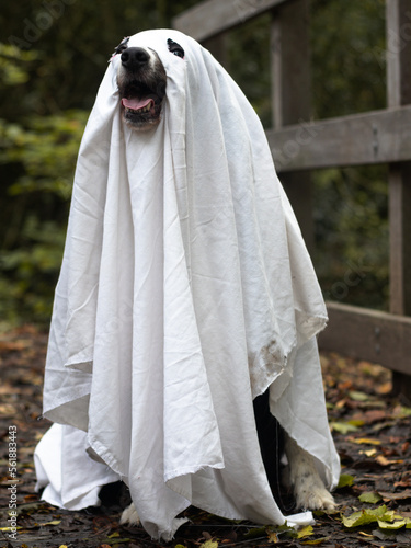 Ghost doggo