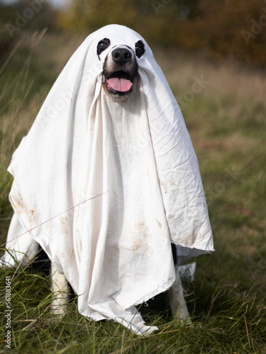 Ghost doggo