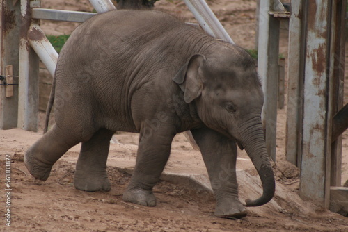 Baby Elephant at zoo